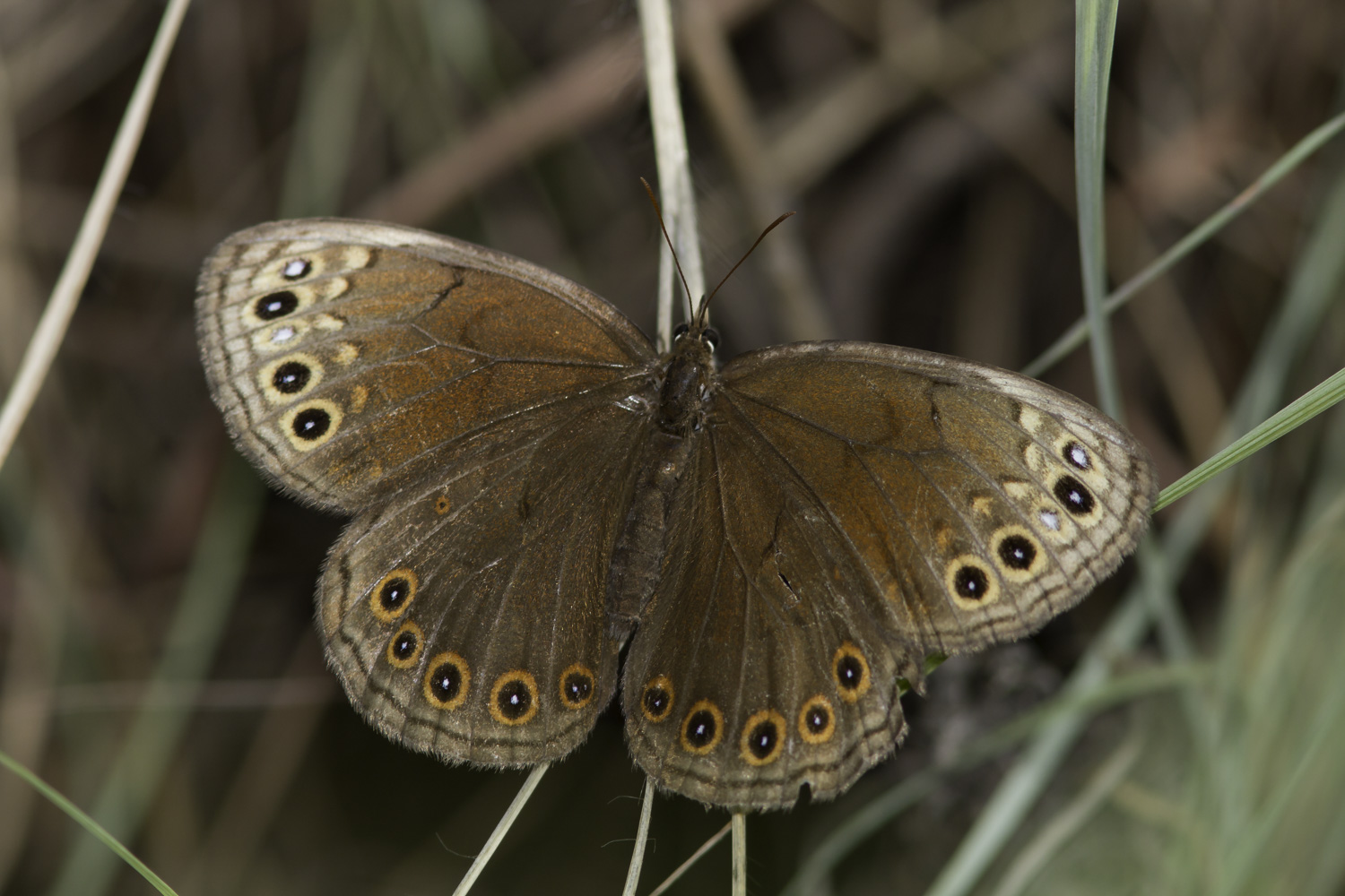 A large brown butterfly whose caterpillars feed on grass and whose adults fly in autumn