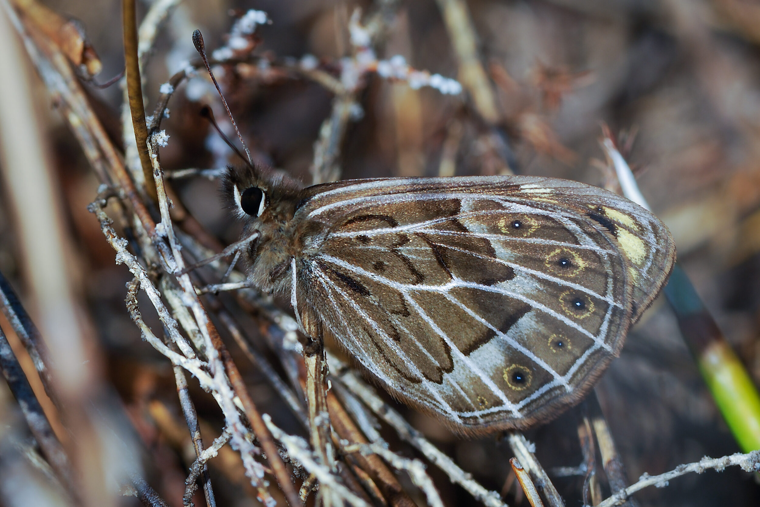A large brown butterfly whose caterpillars feed on grass and whose adults fly in autumn
