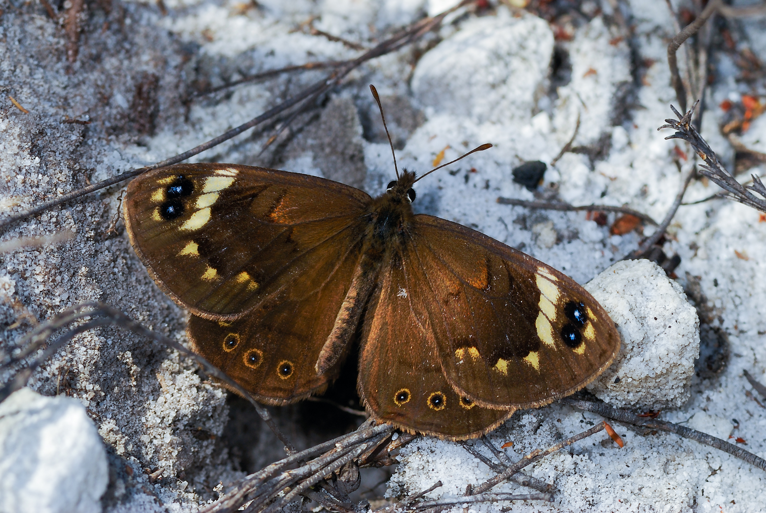 A large brown butterfly whose caterpillars feed on grass and whose adults fly in autumn