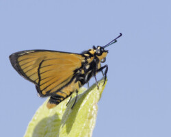 Abantis bicolor
