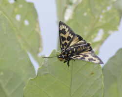 Abantis bicolor