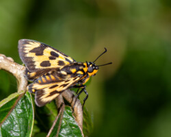 Abantis bicolor