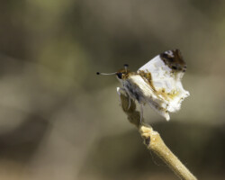 Abantis canopus