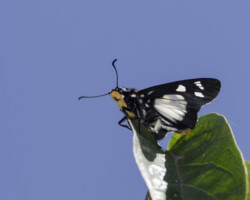Abantis paradisea