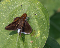 Acleros mackenii