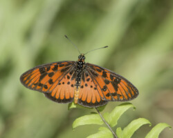 Rubraea petraea
