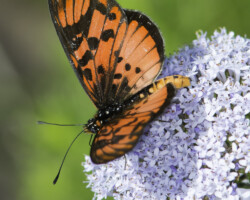 Rubraea petraea