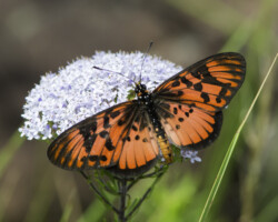 Rubraea petraea