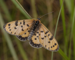 Acraea violarum