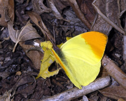 Afrodryas leda