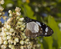 Amauris ochlea