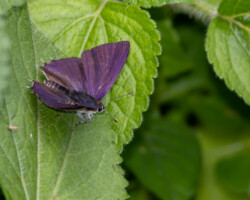 Anthene larydas