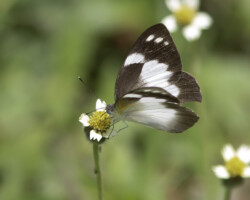 Appias epaphia contracta