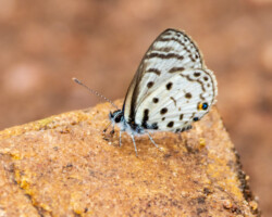 Azanus mirza