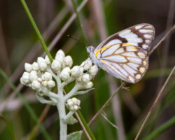 Belenois aurota aurota