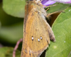 Borbo borbonica