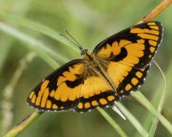 Byblia anvatara acheloia