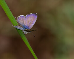 Cacyreus lingeus