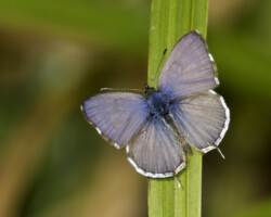 Cacyreus lingeus