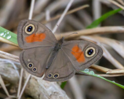 Cassionympha cassius