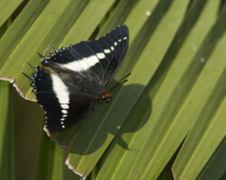 Charaxes brutus natalensis