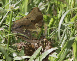 Charaxes candiope