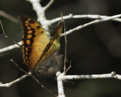 Charaxes candiope
