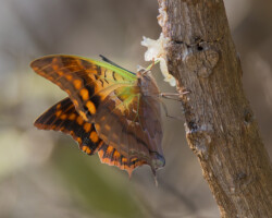 Charaxes candiope