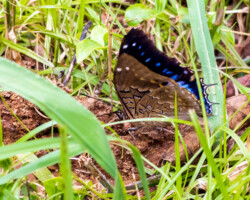 Charaxes cithaeron