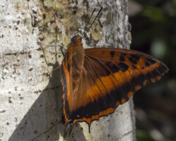 Charaxes druceanus druceanus