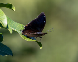 Eriboea ethalion ethalion