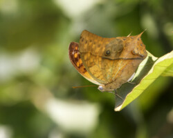 Charaxes varanes varanes