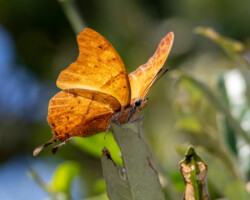 Charaxes zoolina f neanthes