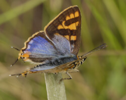 Cigaritis mozambica