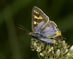 Cigaritis mozambica male