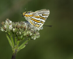 Cigaritis mozambica