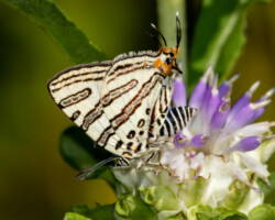 Cigaritis natalensis