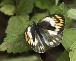 Colotis antevippe gavisa