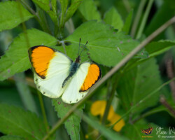 Colotis auxo auxo