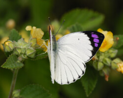 Colotis erone