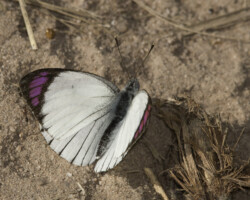 Colotis erone