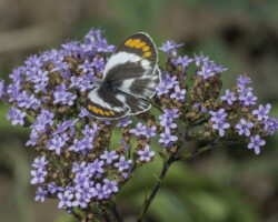 Colotis euippe omphale