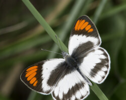 Colotis euippe omphale
