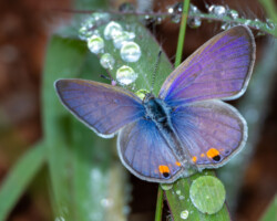 Cupidopsis cissus