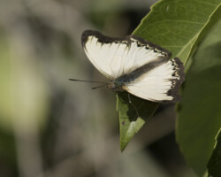 Cymothoë coranus coranus