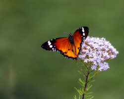 Danaus chrysippus orientis