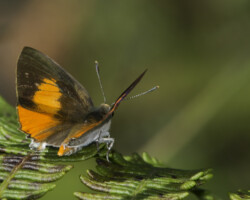 Deudorix diocles
