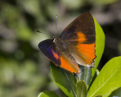 Deudorix diocles