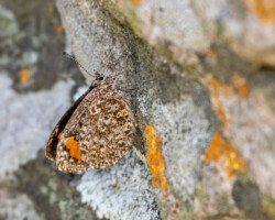 Durbania amakosa flavida