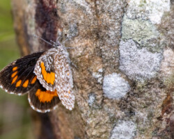 Durbania amakosa flavida